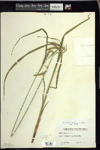 Carex gynandra image