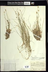 Carex gynocrates image