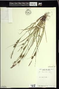 Carex houghtoniana image