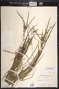 Carex intumescens var. intumescens image