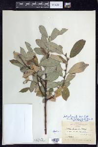 Salix humilis var. keweenawensis image