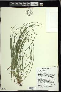 Carex jamesii image