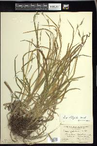 Carex hirtifolia image