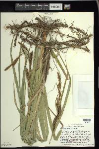 Carex hyalinolepis image