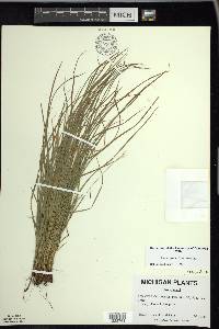 Carex jamesii image