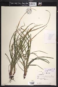 Carex intumescens var. intumescens image