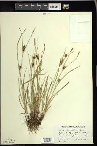 Carex houghtoniana image