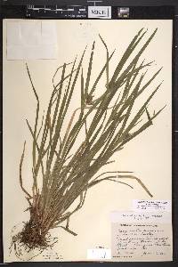 Carex intumescens var. intumescens image