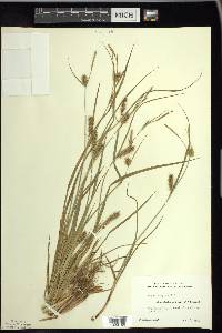 Carex houghtoniana image