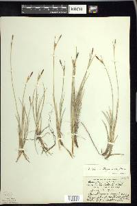 Carex livida image