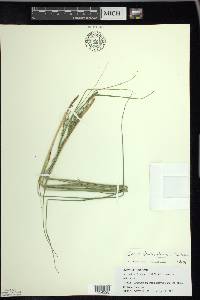 Carex lenticularis image