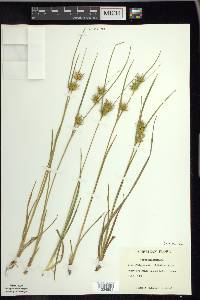 Carex michauxiana image