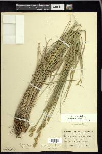 Carex longii image