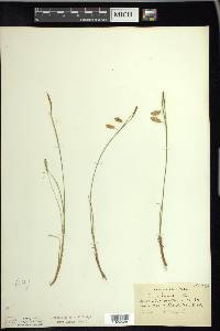 Carex limosa image