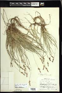 Carex lucorum image