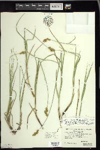 Carex merritt-fernaldii image