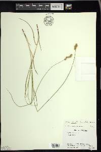 Carex merritt-fernaldii image