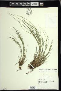 Carex lenticularis image