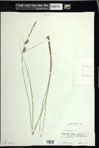 Carex lasiocarpa image