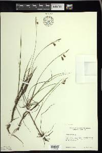 Carex limosa image