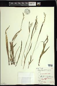 Carex leptonervia image