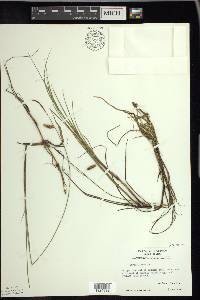 Carex limosa image