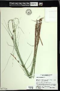 Carex lasiocarpa image