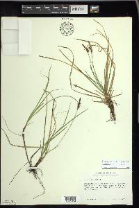 Carex lucorum image