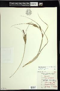 Carex lenticularis image