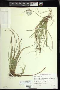 Carex lucorum image