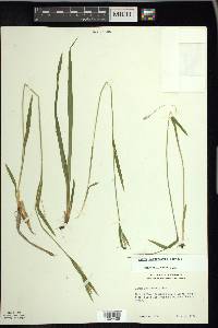 Carex leptonervia image