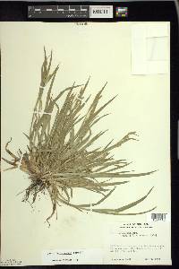 Carex leptonervia image