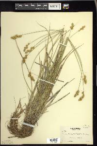 Carex merritt-fernaldii image