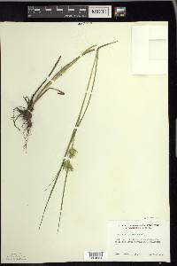 Carex michauxiana image