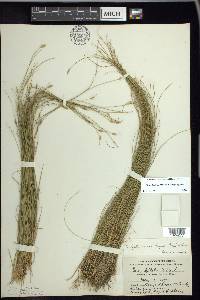 Carex leptalea var. harperi image