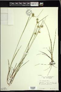 Carex michauxiana image