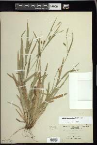 Carex laxiculmis image