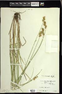 Carex merritt-fernaldii image