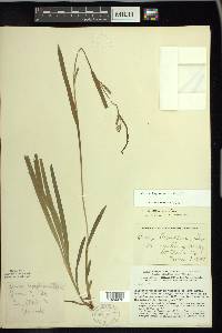 Carex leptonervia image