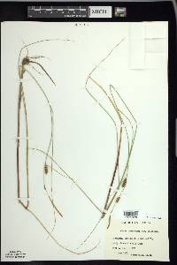 Carex lasiocarpa image