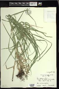 Carex muskingumensis image