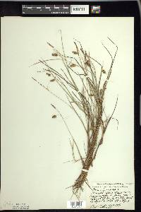 Carex limosa image