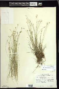 Carex leptalea var. harperi image