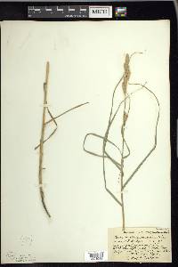 Carex muskingumensis image