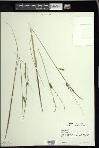 Carex lasiocarpa image