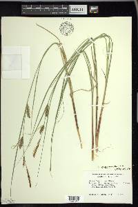 Carex lasiocarpa image