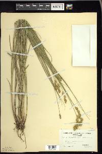 Carex merritt-fernaldii image