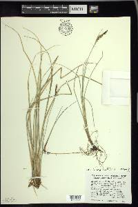 Carex livida image