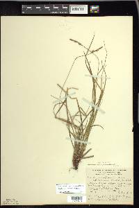 Carex lucorum image