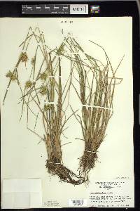 Carex michauxiana image